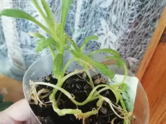  Третий год попыток вырастить хрустальные цветы. 