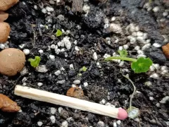 Крохотная надежда на восстановление