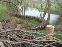 "Мертвая живая изгородь" в ландшафтной практике