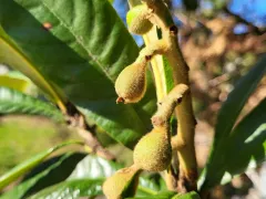 Завязь плодов мушмулы