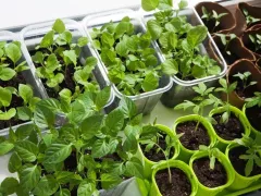 Что посеять на рассаду в декабре-январе