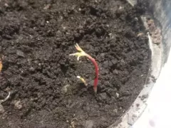 Проросли экзоты-личи