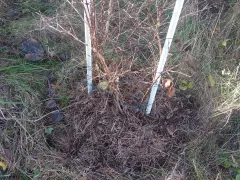 Оставил жимолость на зиму без обрезки