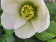 И в моем саду тоже зацвел морозник!