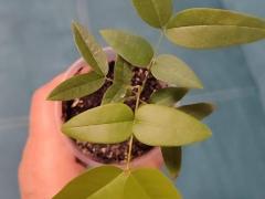 Кассия трубчатая (лат. Cassia fistula)