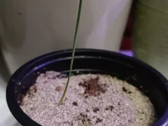 Самый бодрый росток морского нарцисса