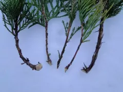 Про зимнее черенкование