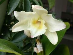  Дендробиум благородный, или дендробиум нобиле (Dendrobium nobile) 