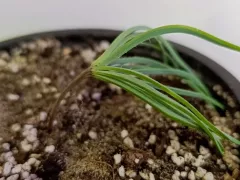 Первый блин комом