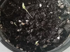 Выращивание гвоздики китайской из семян. Попытка № 2.