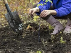Осенняя посадка ягодных кустарников
