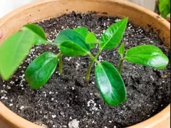 Подростают незнакомцы...