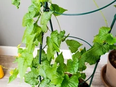 Антигонон зелен и весел, но пока не цветет