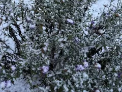 Первый снег