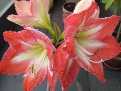 Гиппеаструм Mega Star (лат. Hippeastrum)