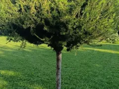 Необычное хвойное дерево, которое сбрасывает хвою на зиму