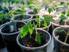 Как правильно высаживать рассаду томатов