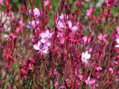 Гаура Siskiyou Pink