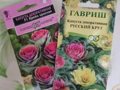 Немного запоздалый посев и первые всходы декоративной капусты.