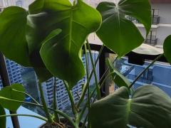 Монстера деликатесная (Monstera Deliciosa)