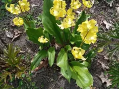 Эритрониум через два года после посадки