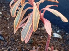 Молочай миндалевидный вариегатный не сбрасывает листья и не отмерзает на зиму.