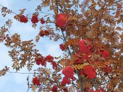 Рябина обыкновенная (Sorbus aucuparia)