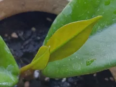 Тест на терпение пройден! Хойя ожила