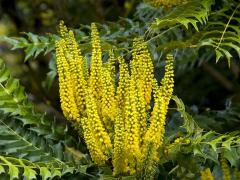 Магония японская