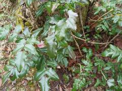 Магония падуболистная (Mahonia aquifolium)