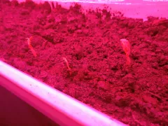 Зелёный горошек на подоконнике: появляются всходы