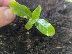 Моринда цитрусолистная (лат. Morinda citrifolia) 