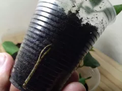 Первый корешок индийского жасмина