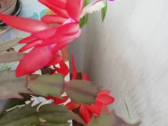 Декабристы не хотят расти в грунте для кактусов и суккулентов. 