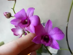 Цветет орхидея-дендрофаленопсис