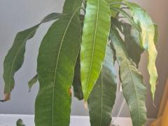 Манго индийское (Mangifera indica)