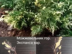 Можжевельник китайский Экспанса вариегатный.