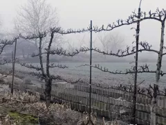 Необычная живая ограда из деревьев