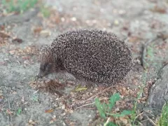 Ежик в моем саду