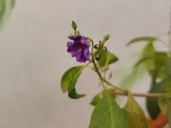 Картофельные деревья в начале сезона после зимовки. 