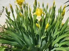 Желтые ирисы рядом с белыми анемонами