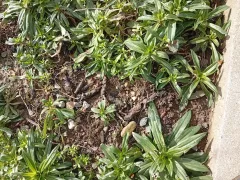 Брунера против турецкой гвоздики, совместимы ли?