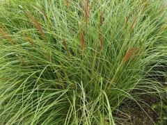 Мискантус китайский (Miscanthus sinensis)