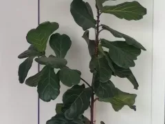 Высокий, красивый и упрямый