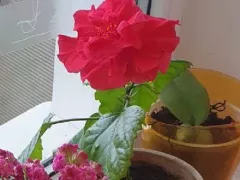 Зимнее цветение малыша-гибискуса