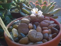 Литопсы, или живые камни