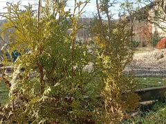 Почему хвоя туи Колумна в зимний период приобрела желтый цвет?