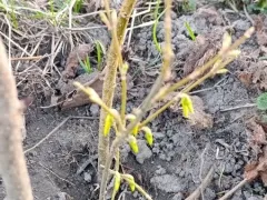 Совсем маленький кустик, а уже готов зацвести!