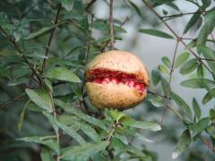 Punica granatum var. нана (карликовый гранат)