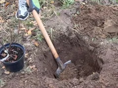 Посадил смородину "Чёрный Бумер"